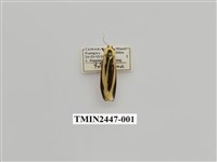 藏品(雙帶短苔蛾)的圖片